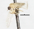  ( - CNC DIPTERA 105467)  @11 [ ] CreativeCommons - Attribution (2011) CNC/CBG Photography Group Centre for Biodiversity Genomics