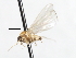  ( - CNC DIPTERA 105474)  @11 [ ] CreativeCommons - Attribution (2011) CNC/CBG Photography Group Centre for Biodiversity Genomics