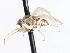  ( - CNC DIPTERA 105506)  @11 [ ] CreativeCommons - Attribution (2011) CNC/CBG Photography Group Centre for Biodiversity Genomics