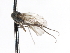  (Thalassophorus arnaudi - CNC DIPTERA 103900)  @12 [ ] CreativeCommons - Attribution (2011) CNC/CBG Photography Group Centre for Biodiversity Genomics