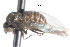  ( - CNC DIPTERA 105326)  @12 [ ] CreativeCommons - Attribution (2011) CNC/CBG Photography Group Centre for Biodiversity Genomics