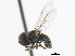  ( - CNC DIPTERA 10233)  @13 [ ] CreativeCommons - Attribution (2011) CNC/CBG Photography Group Centre for Biodiversity Genomics