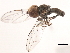  ( - CNC DIPTERA 10295)  @14 [ ] CreativeCommons - Attribution (2011) CNC/CBG Photography Group Centre for Biodiversity Genomics