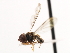  ( - CNC DIPTERA 10348)  @14 [ ] CreativeCommons - Attribution (2011) CNC/CBG Photography Group Centre for Biodiversity Genomics