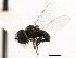  ( - CNC DIPTERA 10352)  @13 [ ] CreativeCommons - Attribution (2011) CNC/CBG Photography Group Centre for Biodiversity Genomics