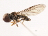  ( - CNC DIPTERA 10369)  @12 [ ] CreativeCommons - Attribution (2011) CNC/CBG Photography Group Centre for Biodiversity Genomics