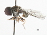  (Elmohardyia sp. AZ1 - CNC DIPTERA 106215)  @13 [ ] CreativeCommons - Attribution (2011) CNC/CBG Photography Group Centre for Biodiversity Genomics