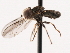  ( - CNC DIPTERA 106219)  @13 [ ] CreativeCommons - Attribution (2011) CNC/CBG Photography Group Centre for Biodiversity Genomics