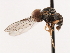  ( - CNC DIPTERA 106221)  @13 [ ] CreativeCommons - Attribution (2011) CNC/CBG Photography Group Centre for Biodiversity Genomics