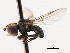  (Eudorylas sp. NM7 - CNC DIPTERA 106222)  @12 [ ] CreativeCommons - Attribution (2011) CNC/CBG Photography Group Centre for Biodiversity Genomics