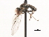  ( - CNC DIPTERA 106223)  @13 [ ] CreativeCommons - Attribution (2011) CNC/CBG Photography Group Centre for Biodiversity Genomics