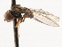  ( - CNC DIPTERA 106224)  @14 [ ] CreativeCommons - Attribution (2011) CNC/CBG Photography Group Centre for Biodiversity Genomics