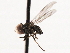  ( - CNC DIPTERA 106225)  @13 [ ] CreativeCommons - Attribution (2011) CNC/CBG Photography Group Centre for Biodiversity Genomics