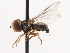  ( - CNC DIPTERA 106227)  @13 [ ] CreativeCommons - Attribution (2011) CNC/CBG Photography Group Centre for Biodiversity Genomics