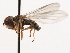  ( - CNC DIPTERA 106228)  @12 [ ] CreativeCommons - Attribution (2011) CNC/CBG Photography Group Centre for Biodiversity Genomics