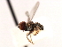  ( - CNC DIPTERA 106239)  @13 [ ] CreativeCommons - Attribution (2011) CNC/CBG Photography Group Centre for Biodiversity Genomics