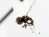  ( - CNC DIPTERA 10655)  @11 [ ] CreativeCommons - Attribution (2011) CNC/CBG Photography Group Centre for Biodiversity Genomics