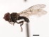  ( - CNC DIPTERA 10752)  @13 [ ] CreativeCommons - Attribution (2011) CNC/CBG Photography Group Centre for Biodiversity Genomics