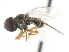  ( - CNC DIPTERA 10956)  @13 [ ] CreativeCommons - Attribution (2011) CNC/CBG Photography Group Centre for Biodiversity Genomics