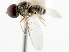  ( - CNC DIPTERA 11031)  @13 [ ] CreativeCommons - Attribution (2011) CNC/CBG Photography Group Centre for Biodiversity Genomics