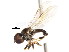  ( - CNC DIPTERA 1773)  @14 [ ] CreativeCommons - Attribution (2011) CNC/CBG Photography Group Centre for Biodiversity Genomics