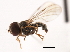  ( - CNC DIPTERA 2058)  @12 [ ] CreativeCommons - Attribution (2011) CNC/CBG Photography Group Centre for Biodiversity Genomics