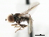  (Eudorylas sp. Argentina1 - CNC DIPTERA 29016)  @13 [ ] CreativeCommons - Attribution (2011) CNC/CBG Photography Group Centre for Biodiversity Genomics