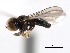  ( - CNC DIPTERA 2939)  @12 [ ] CreativeCommons - Attribution (2011) CNC/CBG Photography Group Centre for Biodiversity Genomics