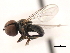  ( - CNC DIPTERA 2954)  @13 [ ] CreativeCommons - Attribution (2011) CNC/CBG Photography Group Centre for Biodiversity Genomics