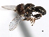  ( - CNC DIPTERA 2969)  @14 [ ] CreativeCommons - Attribution (2011) CNC/CBG Photography Group Centre for Biodiversity Genomics