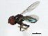  ( - CNC DIPTERA 2970)  @13 [ ] CreativeCommons - Attribution (2011) CNC/CBG Photography Group Centre for Biodiversity Genomics