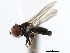  ( - CNC DIPTERA 3299)  @11 [ ] CreativeCommons - Attribution (2011) CNC/CBG Photography Group Centre for Biodiversity Genomics