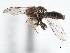  (Tomosvaryella sp. USA6 - CNC DIPTERA 3339)  @11 [ ] CreativeCommons - Attribution (2011) CNC/CBG Photography Group Centre for Biodiversity Genomics