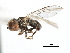  ( - CNC DIPTERA 3632)  @11 [ ] CreativeCommons - Attribution (2011) CNC/CBG Photography Group Centre for Biodiversity Genomics