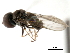  ( - CNC DIPTERA 389)  @13 [ ] CreativeCommons - Attribution (2011) CNC/CBG Photography Group Centre for Biodiversity Genomics