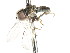  ( - CNC DIPTERA 4403)  @13 [ ] CreativeCommons - Attribution (2011) CNC/CBG Photography Group Centre for Biodiversity Genomics