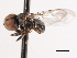  ( - CNC DIPTERA 4442)  @11 [ ] CreativeCommons - Attribution (2011) CNC/CBG Photography Group Centre for Biodiversity Genomics