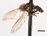  ( - CNC DIPTERA 4486)  @13 [ ] CreativeCommons - Attribution (2011) CNC/CBG Photography Group Centre for Biodiversity Genomics