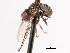  ( - CNC DIPTERA 4490)  @12 [ ] CreativeCommons - Attribution (2011) CNC/CBG Photography Group Centre for Biodiversity Genomics