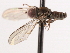  ( - CNC DIPTERA 4495)  @12 [ ] CreativeCommons - Attribution (2011) CNC/CBG Photography Group Centre for Biodiversity Genomics