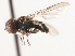  ( - CNC DIPTERA 9871)  @11 [ ] CreativeCommons - Attribution (2011) CNC/CBG Photography Group Centre for Biodiversity Genomics