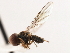  ( - CNC DIPTERA 9895)  @13 [ ] CreativeCommons - Attribution (2011) CNC/CBG Photography Group Centre for Biodiversity Genomics