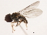  ( - CNC DIPTERA 9985)  @12 [ ] CreativeCommons - Attribution (2011) CNC/CBG Photography Group Centre for Biodiversity Genomics