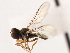  ( - CNC DIPTERA 9988)  @12 [ ] CreativeCommons - Attribution (2011) CNC/CBG Photography Group Centre for Biodiversity Genomics