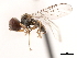  ( - CNC DIPTERA 9989)  @13 [ ] CreativeCommons - Attribution (2011) CNC/CBG Photography Group Centre for Biodiversity Genomics