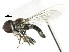  ( - CNC DIPTERA 10284)  @13 [ ] CreativeCommons - Attribution (2011) CNC/CBG Photography Group Centre for Biodiversity Genomics