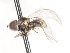  ( - CNC DIPTERA 106198)  @12 [ ] CreativeCommons - Attribution (2011) CNC/CBG Photography Group Centre for Biodiversity Genomics