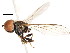  ( - CNC DIPTERA 106200)  @13 [ ] CreativeCommons - Attribution (2011) CNC/CBG Photography Group Centre for Biodiversity Genomics