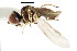  ( - CNC DIPTERA 106206)  @11 [ ] CreativeCommons - Attribution (2011) CNC/CBG Photography Group Centre for Biodiversity Genomics