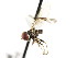  ( - CNC DIPTERA 106209)  @13 [ ] CreativeCommons - Attribution (2011) CNC/CBG Photography Group Centre for Biodiversity Genomics